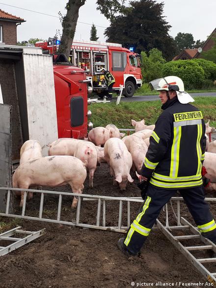 Обезвоживание - Руководство по болезням свиней - pigru, от фермы к рынку