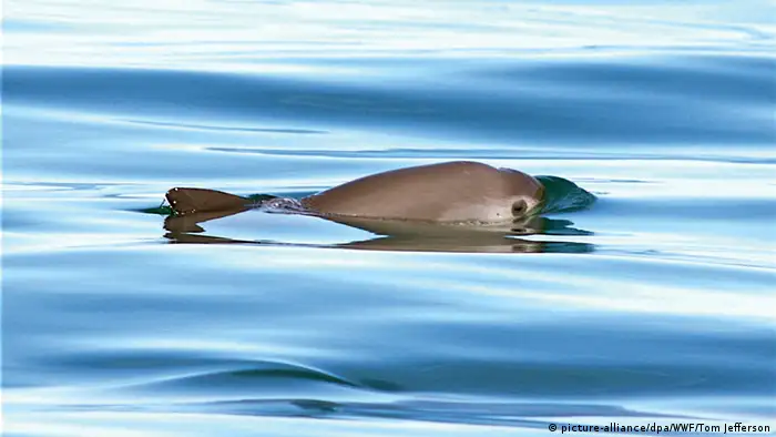 A vaquita surfaces above the water
