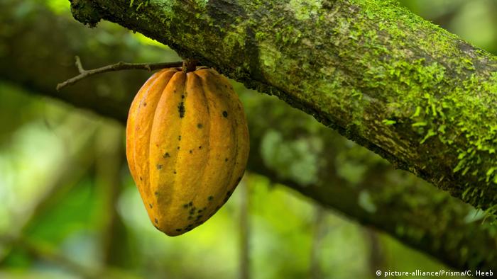 Planta de cacao (picture-alliance/Prisma/C. Heeb)