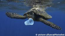 Hawksbill sea turtle (Eretmochelys imbricata) trying to bite a plastic cup. Composite image. Portugal |