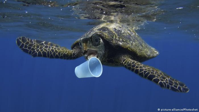 Sea turtle and a plastic cup (picture-alliance/Photoshot)