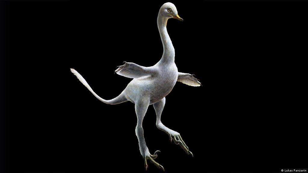 Fowl Mouthed Study Finds That Diet Shaped Duck Goose Beaks Brown University