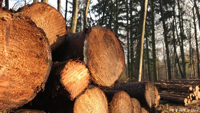 Deutschland Stapel Holz im Ennertwald