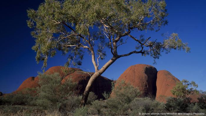 Australien Bloodwood Baum (picture-alliance/dpa/Woodfall Wild Images/Photosho)