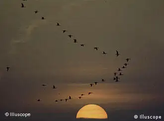 Wildgänse fliegen in typischer Keilformation vor einem Sonnenuntergang