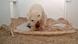 Polar bear cub in Berlin Polar bear cub in Berlin