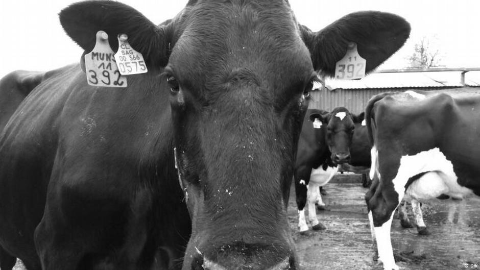 The costeffective cattle of Los Lagos DW 12/18/2017