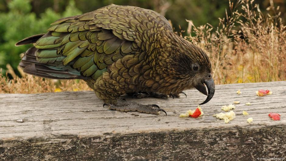 Giant Possibly Carnivorous Parrot Discovered In New Zealand News Dw 07 08 2019