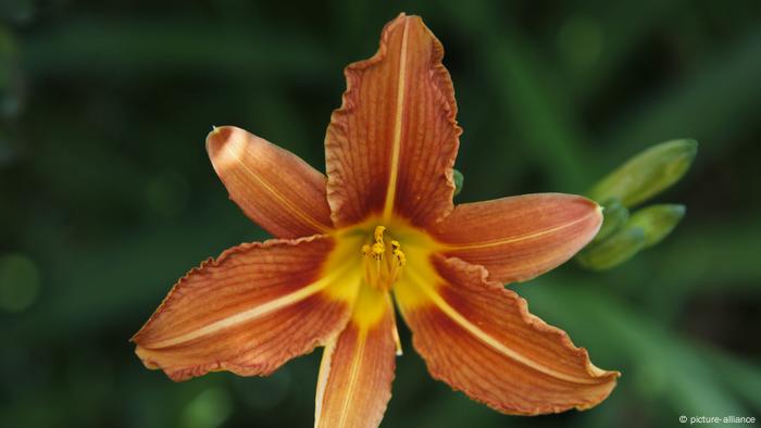 Taglilien (Hemerocallis) (picture-alliance)