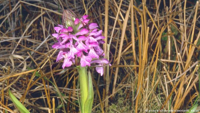 A pink western marsh orchid (picture-alliance/blickwinkel/E. Kajan)
