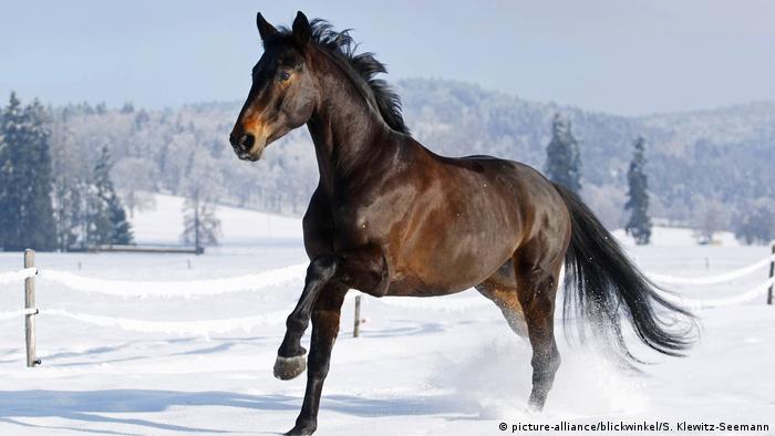 Württemberger warmblood horse gallops in the snow (picture-alliance/blickwinkel/S. Klewitz-Seemann)