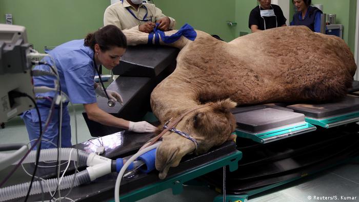 A camel being cared for at the Dubai Camel Hospital in Dubai