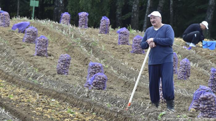 Lukashenka harvesting potatoes