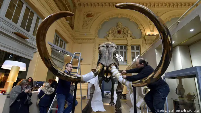 Auction of a mammoth skeleton (picture-alliance/dpa/P. Juste)