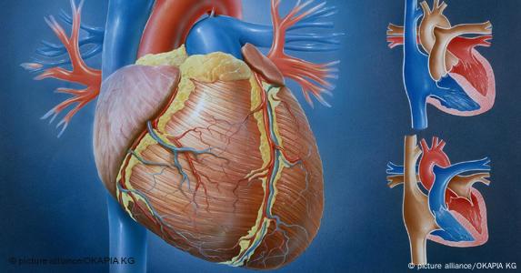 Zemra dhe paraqitja grafike e qarkullimit të gjakut