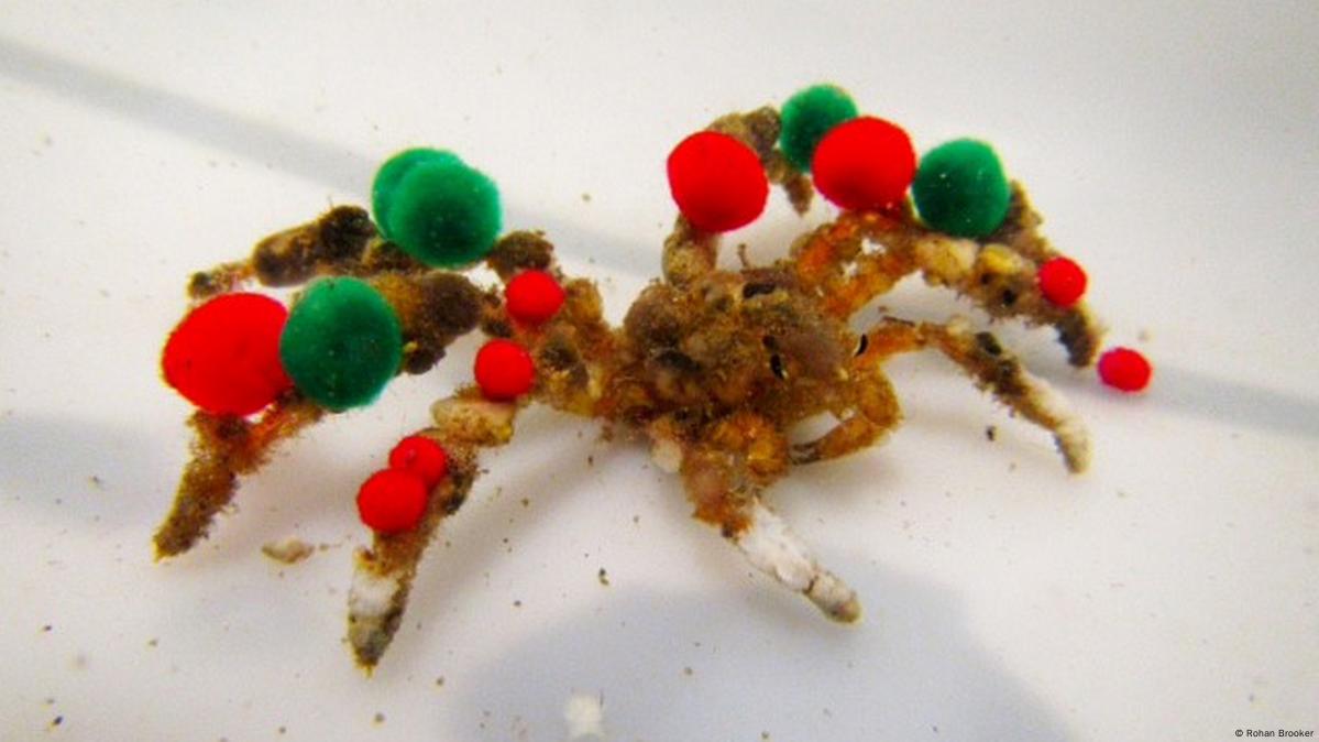 The Complete Guide to Christmas Decorator Crab: Care, Habitat, and Fun Facts