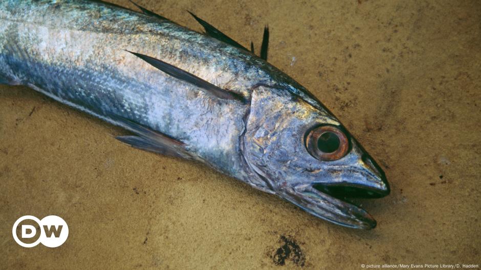 Ausdrucken klein zum fische 31 Fisch