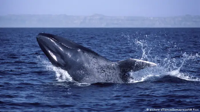 Blue whale breaching (picture-alliance/Zumapress/VW Pics)