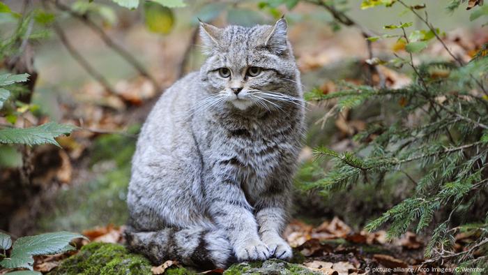 Forest cat in the bavarian forest Forest cat in the bavarian forest
