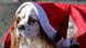 Italien Hund in Weihnachtskostüm Italien Hund in Weihnachtskostüm