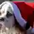 Italien Hund in Weihnachtskostüm