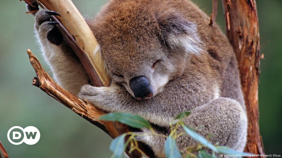 why did the koala fall out of the tree it was dead
