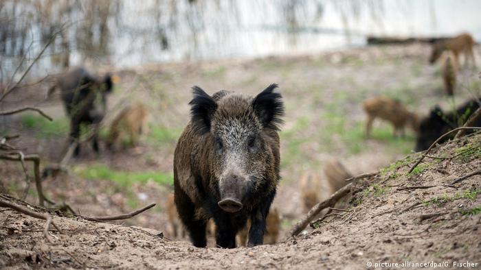 Germany Announces New Hunting Rules To Combat African Swine Fever News Dw 21 02 2018