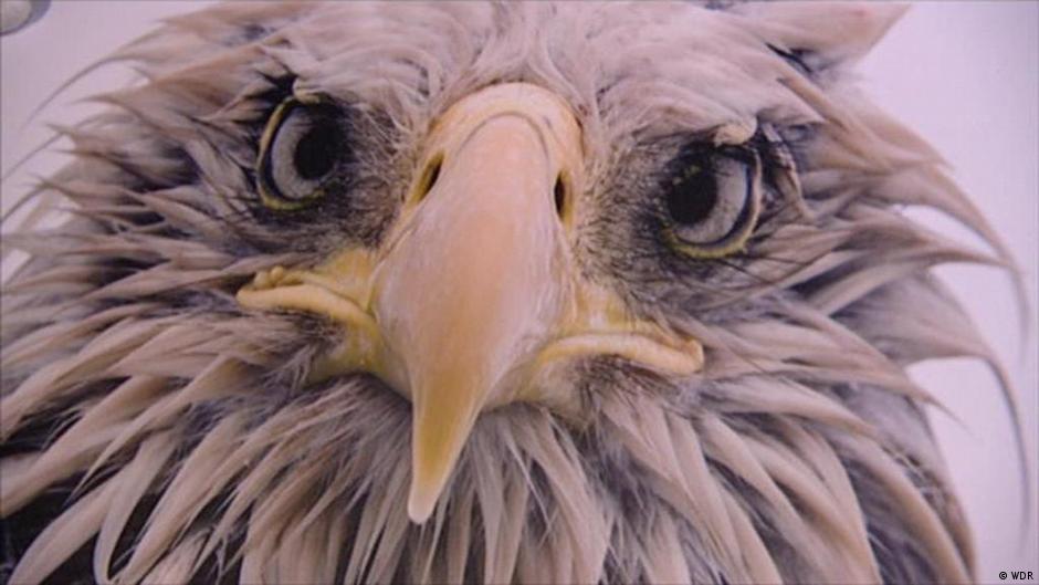 The Best Wildlife Photographers of 2017 DW 01/01/2018