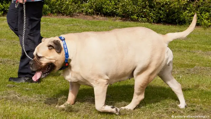Haustiere und Übergewicht | Hund