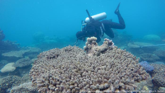 Australien Will Mit Millioneninvestition Das Great Barrier Reef Retten Aktuell Welt Dw 29 04 18