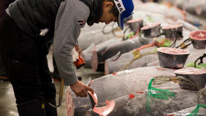 Japan Thunfisch-Markt in Tokio. Einzelne Stücke wurden bereits abgetrennt. Ein Mann untersucht mit einer Taschenlampe das Fleisch eines Manns großen Fisches