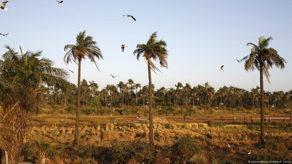 Senegal Gunmen Kill 13 In Restive Casamance Region News Dw 06 01 18