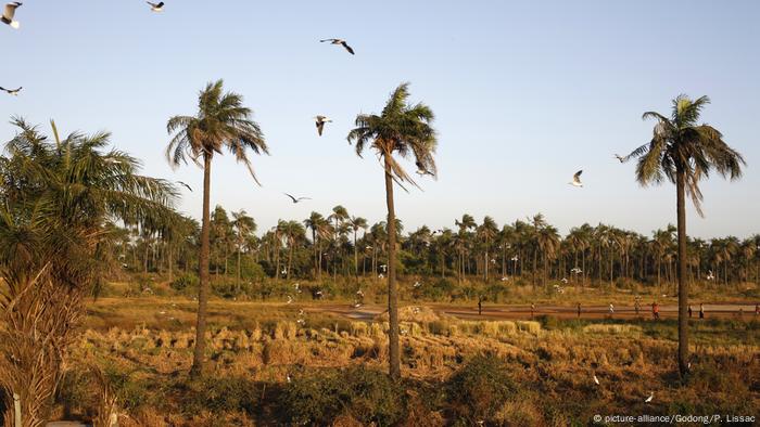 Senegal Vows To Hunt Down Casamance Gunmen Africa Dw 09 01 18