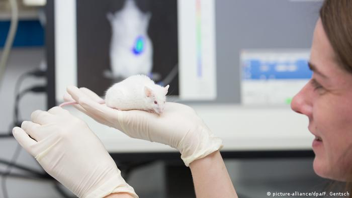 Mitarbeiterin mit einer Maus im Labor einer Universität
