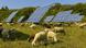 Sheep graze on grass in front of solar panels on a sunny day Sheep graze on grass in front of solar panels on a sunny day