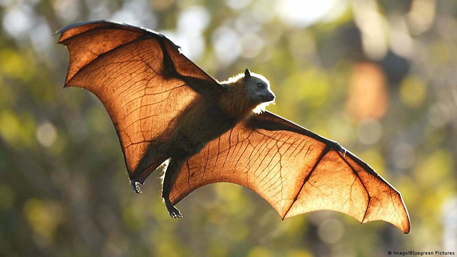 Skælde ud Picket opadgående Flying foxes: Australia′s love-hate relationship with fruit bats | Global  Ideas | DW | 07.01.2021