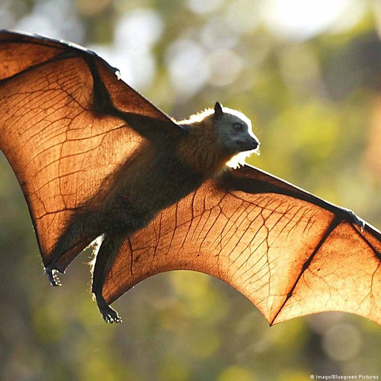 4 reasons to save the bats – DW – 04/16/2021