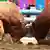 Два бики зчепилися рогами (символічне фото)