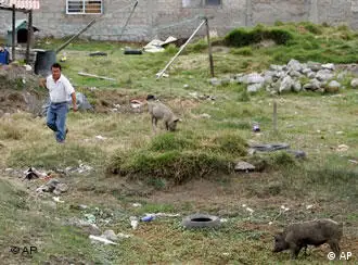 引发猪流感的墨西哥养猪场
