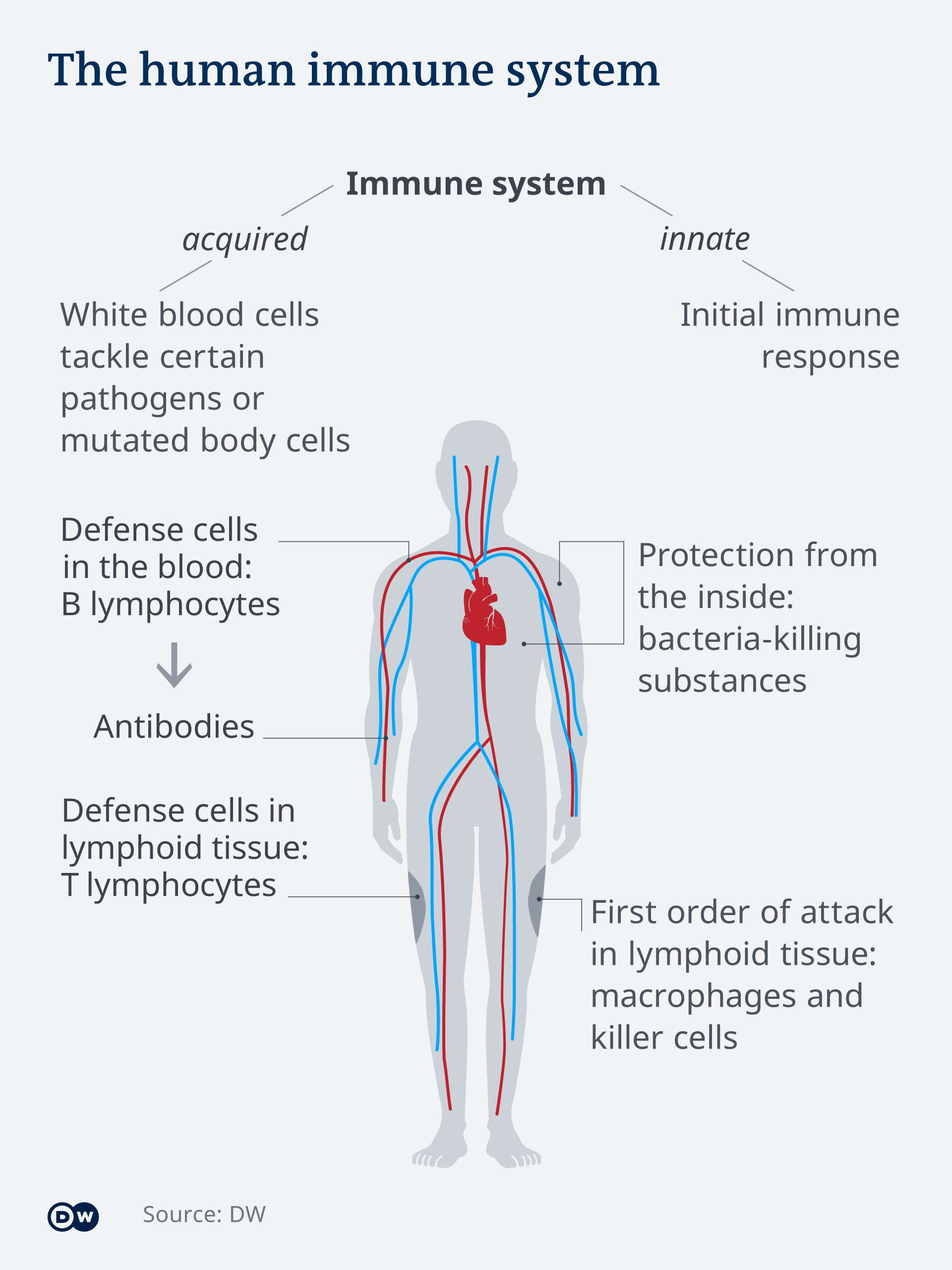  Графика, която демонстрира по какъв начин действа имунната ни система 
