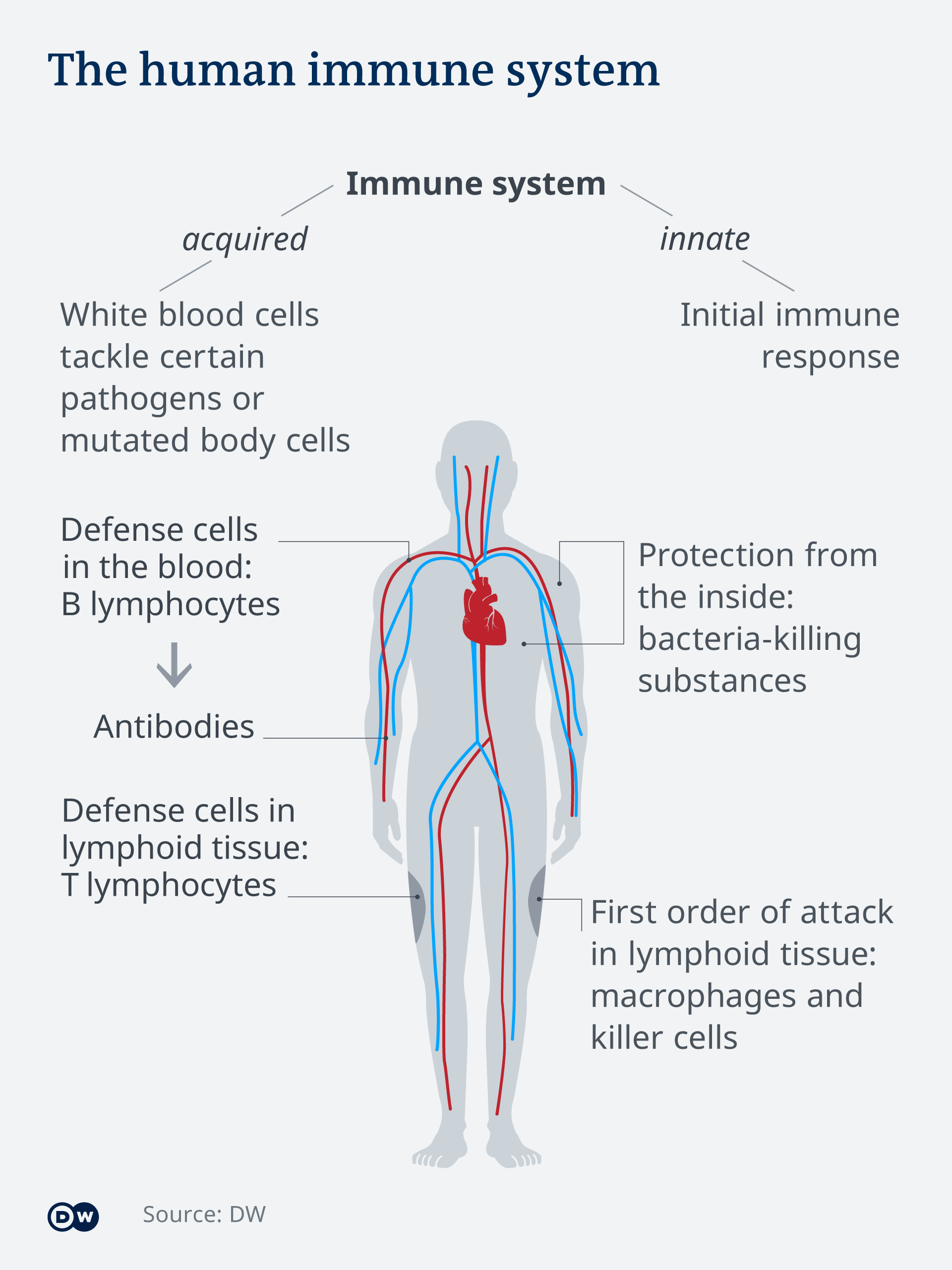 What does 'survival of the fittest' mean in the coronavirus pandemic? Look  to the immune system