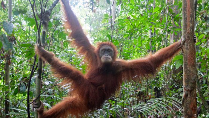 Indonesien Orang-Utans im Bukit Tigapuluh Nationalpark 