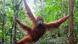 Indonesia: orangutan in the Bukit Tigapuluh National Park Indonesia: orangutan in the Bukit Tigapuluh National Park