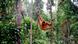 Orangutan hanging out in a tree Orangutan hanging out in a tree