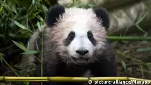 熊猫宝宝“圆梦”的“处女秀”