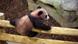Yuan Meng, a baby panda, climbs a fence Yuan Meng, a baby panda, climbs a fence