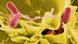 Salmonella entérica, la bacteria que casi fulmina a todos los aztecas. Salmonella entérica, la bacteria que casi fulmina a todos los aztecas.