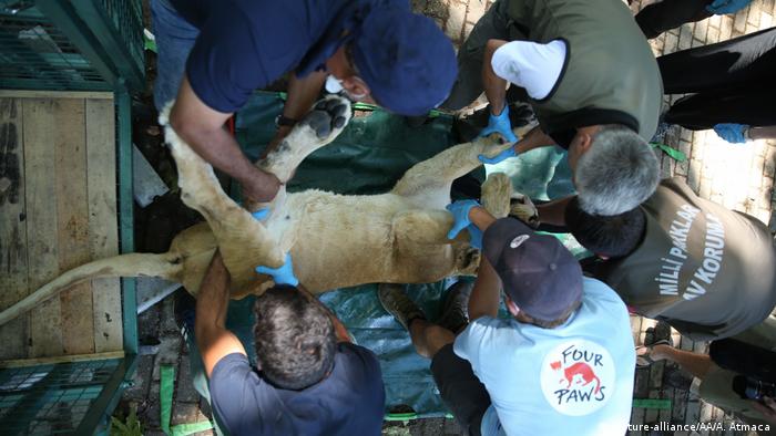 A team from Four Paws give a lion medical care