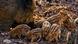 Wildschwein Sus scrofa Bache mit Frischlingen Wildschwein Sus scrofa Bache mit Frischlingen