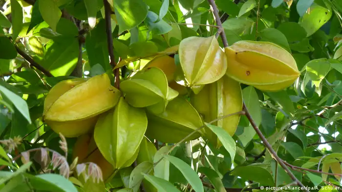 Carambola, more commonly known as starfruit, are sweet and tempting additions to a vibrant platter. But foodies beware — they contain an unnamed neurotoxin that, while easily processed through healthy kidneys, can cause serious problems for anyone with kidney disease. 
